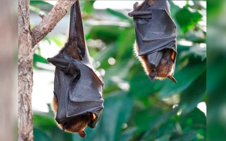 DETECTAN MURCIÉLAGO CON RABIA EN PUEBLA