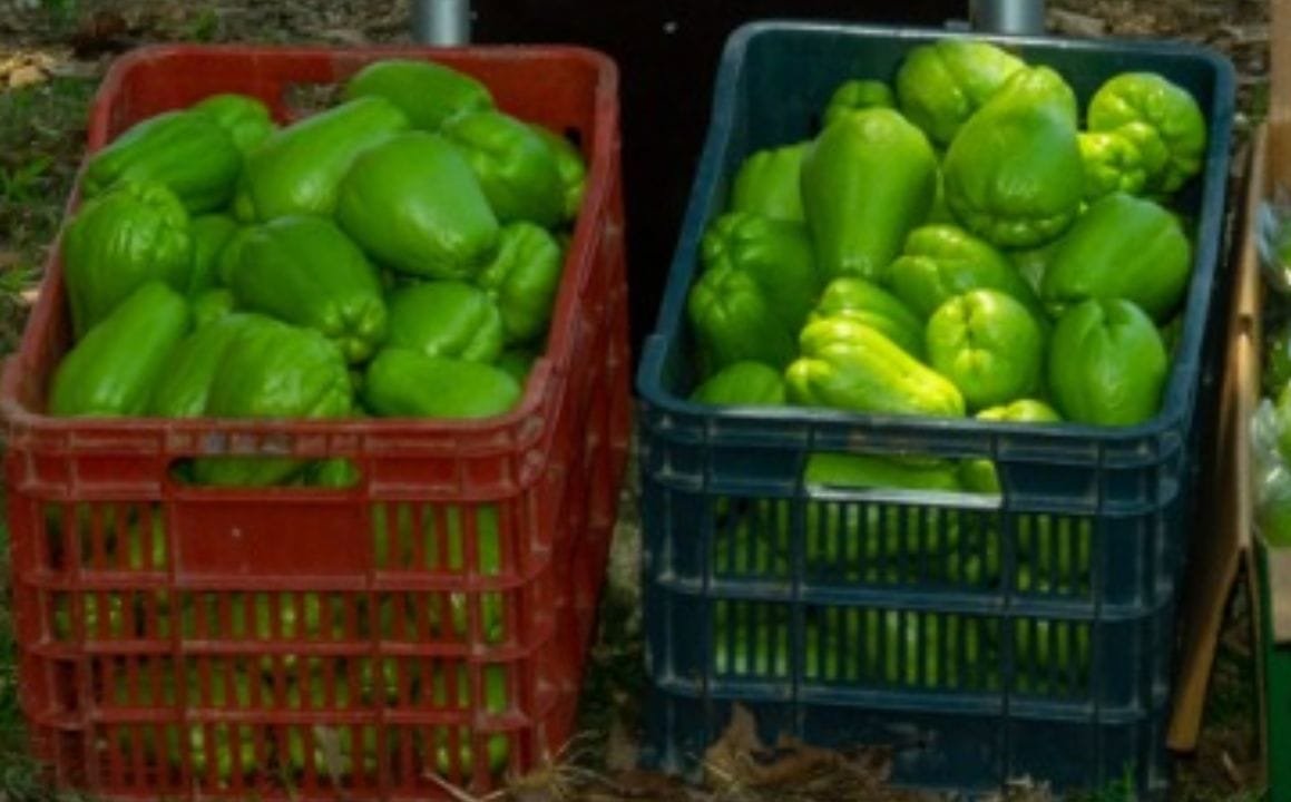 GENERA VERACRUZ MAS DEL 80 POR CIENTO DE PRODUCCIÓN NACIONAL DE CHAYOTE