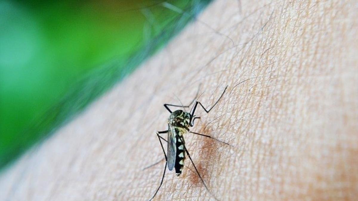 ALERTAN POR ALZA DE DENGUE Y CHIKUNGUNYA EN ÁMERIC LATINA