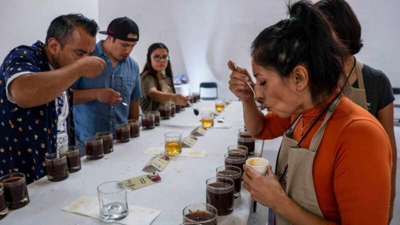 AVANZAN 6 MUESTRAS DE CAFÉ CORDOBÉS A LA FASE NACIONAL DE TAZA DE EXCELENCIA