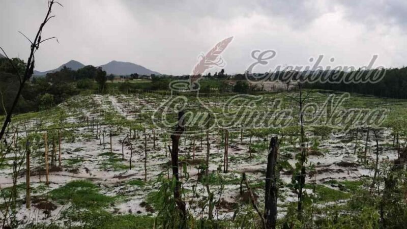 GRANIZADA DEVASTA CULTIVOS EN ZONA DE COSCOMATEPEC