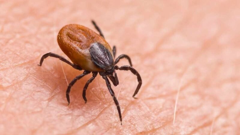 SENEGAL DETECTA CASO HUMANO DE FIEBRE HEMORRÁGICA CRIMEA-CONGO