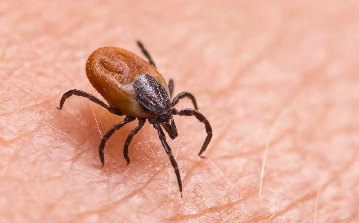 SENEGAL DETECTA CASO HUMANO DE FIEBRE HEMORRÁGICA CRIMEA-CONGO