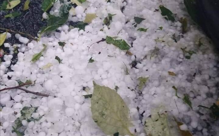 GRANIZADA DEVASTA CULTIVOS DE MAÍZ EN TOTUTLA