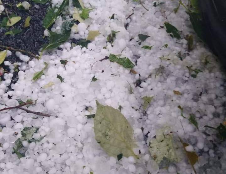 GRANIZADA DEVASTA CULTIVOS DE MAÍZ EN TOTUTLA