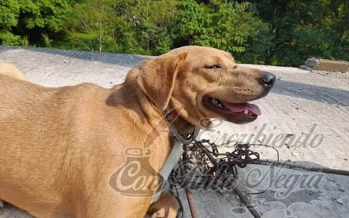 PERRO, A PUNTO DE MORIR AHORCADO CON VARILLAS