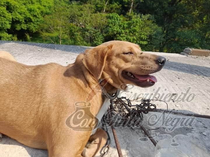 PERRO, A PUNTO DE MORIR AHORCADO CON VARILLAS