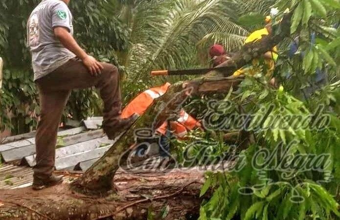 CAE ÁRBOL SOBRE VIVIENDA EN ATOYAC
