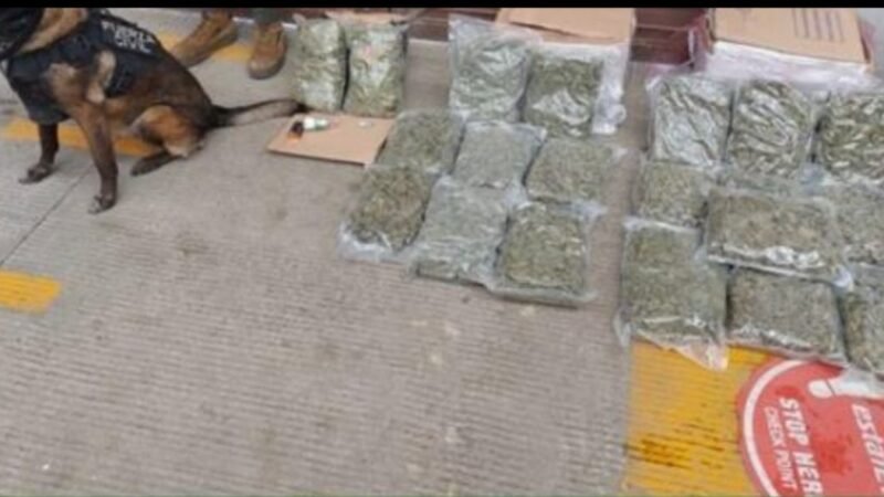 ASEGURAN 13 KILOS DE MARIHUANA