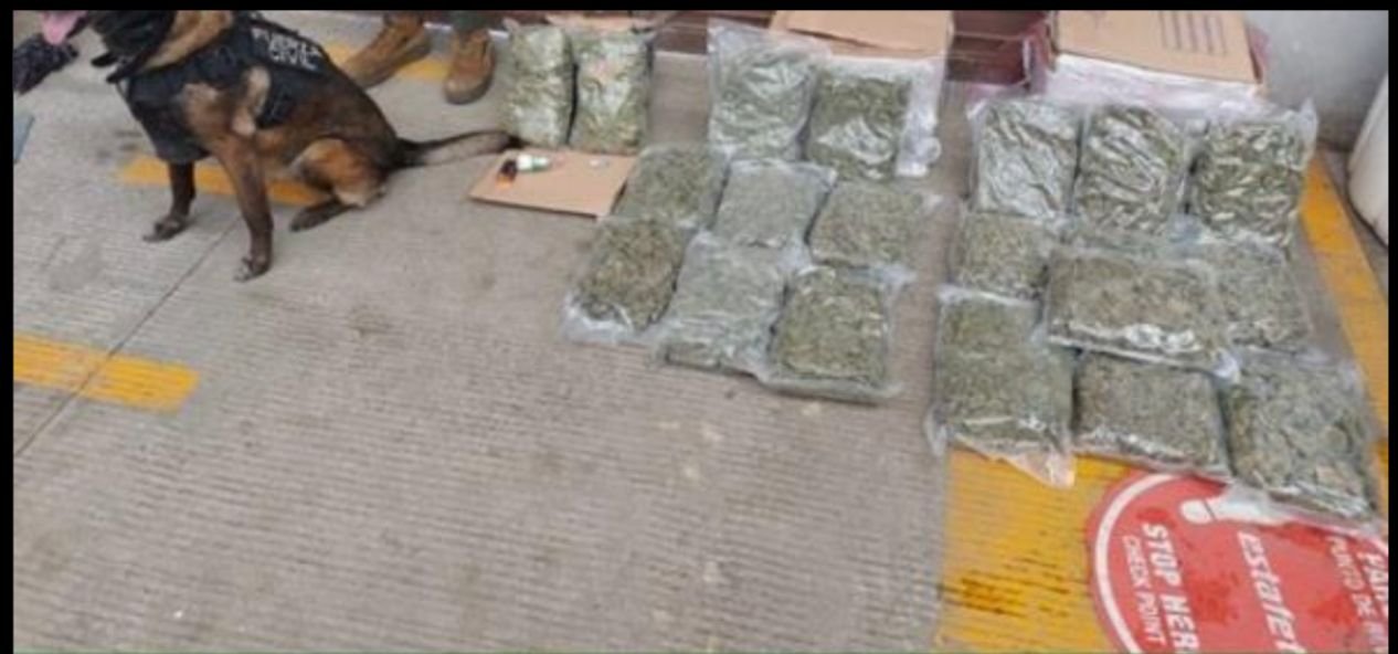 ASEGURAN 13 KILOS DE MARIHUANA