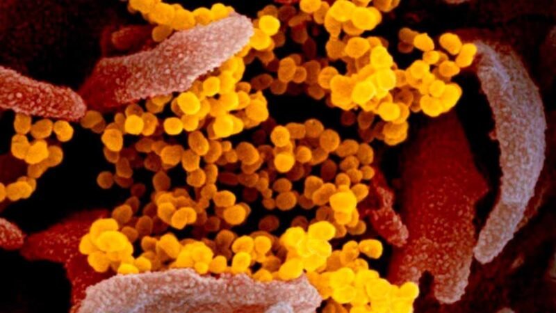 OMS LANZA RED MUNDIAL PARA DETECTAR Y PREVENIR AMENAZAS DE ENFERMEDADES INFECCIOSAS