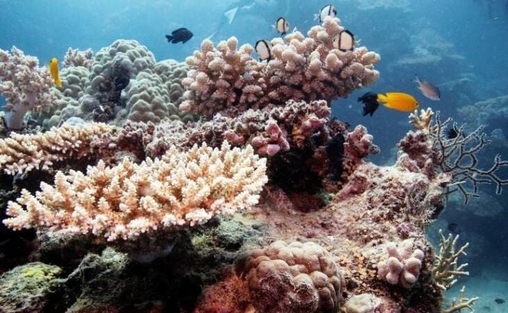 DESCUBREN ARRECIFES DE ALTO VALOR AMBIENTAL EN EL GOLFO DE MÉXICO