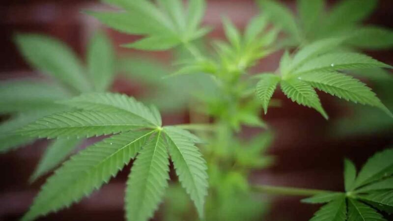 MINNESOTA LEGALIZA EL CONSUMO RECREATIVO DE MARIHUANA