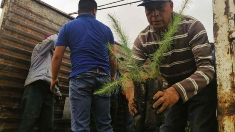 ANUNCIA ALCALDESA REFORESTACIÓN EN EL PICO DE ORIZABA