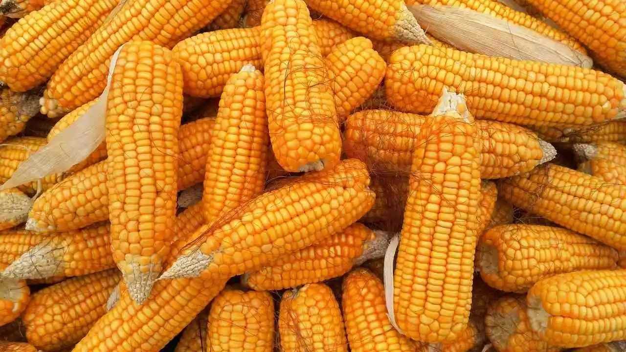 CANADÁ SE UNE A ESTADOS UNIDOS CONTRA MÉXICO POR EL MAIZ TRANSGÉNICO