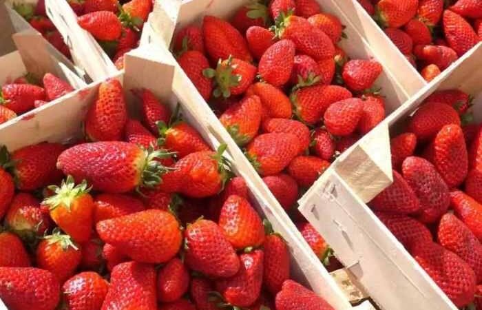 ESTADOS UNIDOS INVESTIGA BROTE DE HEPATITIS A POR FRESAS CULTIVADAS EN MÉXICO