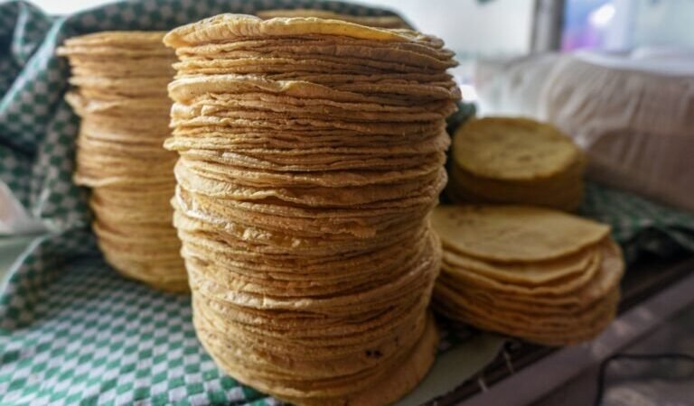 MÉXICO PROHIBIRÁ MAÍZ BLANCO TRANSGÉNICO EN TORTILLERÍAS