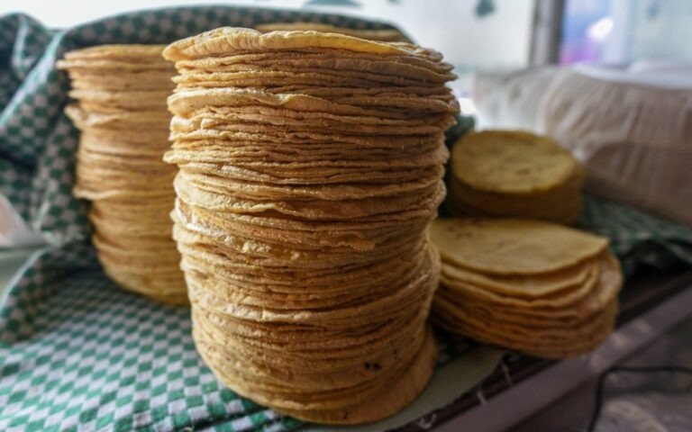 MÉXICO PROHIBIRÁ MAÍZ BLANCO TRANSGÉNICO EN TORTILLERÍAS