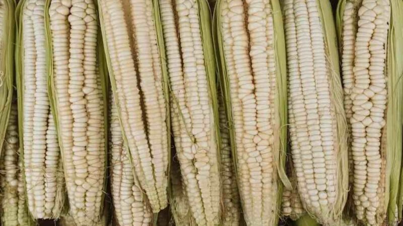 MÉXICO IMPONE ARANCEL DEL 50% A IMPORTACIONES DE MAÍZ BLANCO