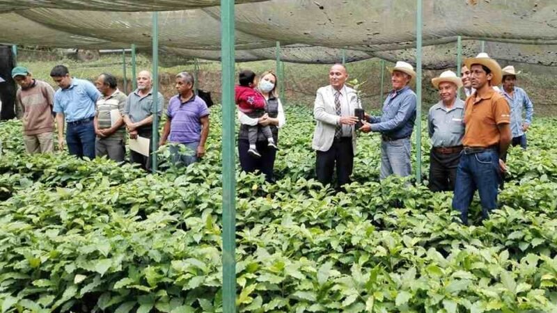 ENTREGA VENTURA DEMUNER 10 MIL PLANTAS DE CAFÉ
