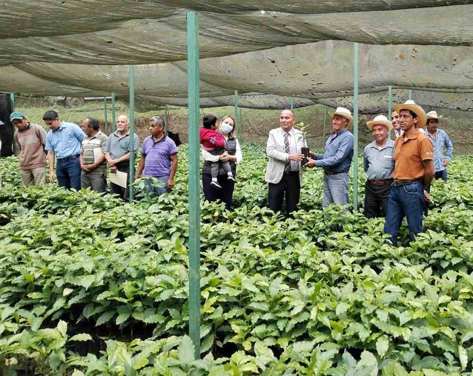 ENTREGA VENTURA DEMUNER 10 MIL PLANTAS DE CAFÉ