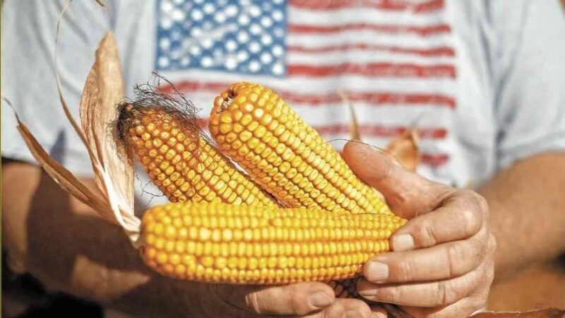 EU PIDE A MÉXICO CONSULTAS BAJO EL T-MEC POR MAÍZ TRANSGÉNICO