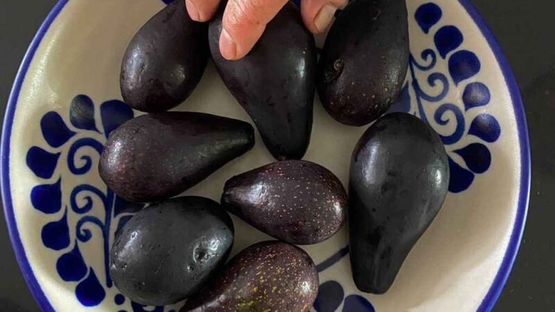 MÉXICO IDENTIFICA AGUACATES CRIOLLOS CON POTENCIAL DE EXPORTACIÓN