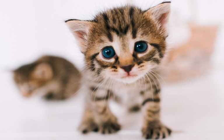ALERTA EN POLONIA POR GRAN NÚMERO DE GATOS INFECTADOS CON “GRIPE AVIAR”