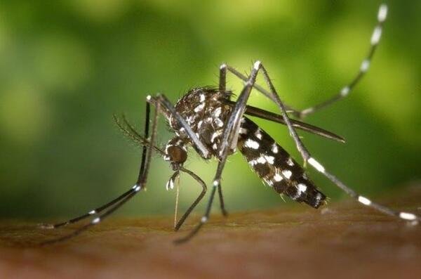 OMS ALERTA POR POSIBLE AUMENTO DE DENGUE EN AMÉRICA