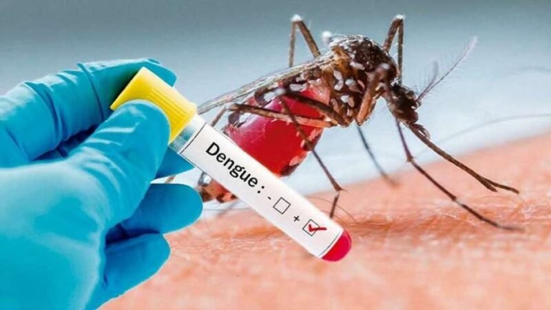 OMS ALERTA POR BROTE DE DENGUE TRAS OLA DE CALOR
