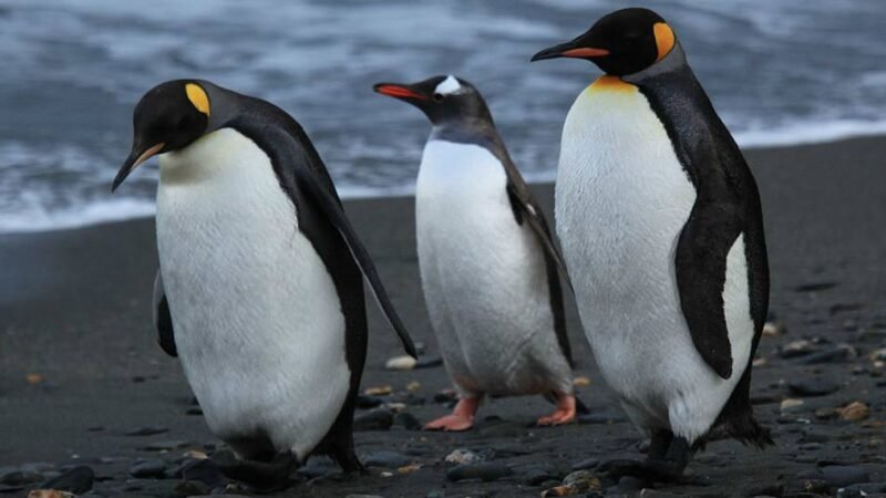 APARECEN 2 MIL PINGÜINOS MUERTOS EN LAS COSTAS DE URUGUAY