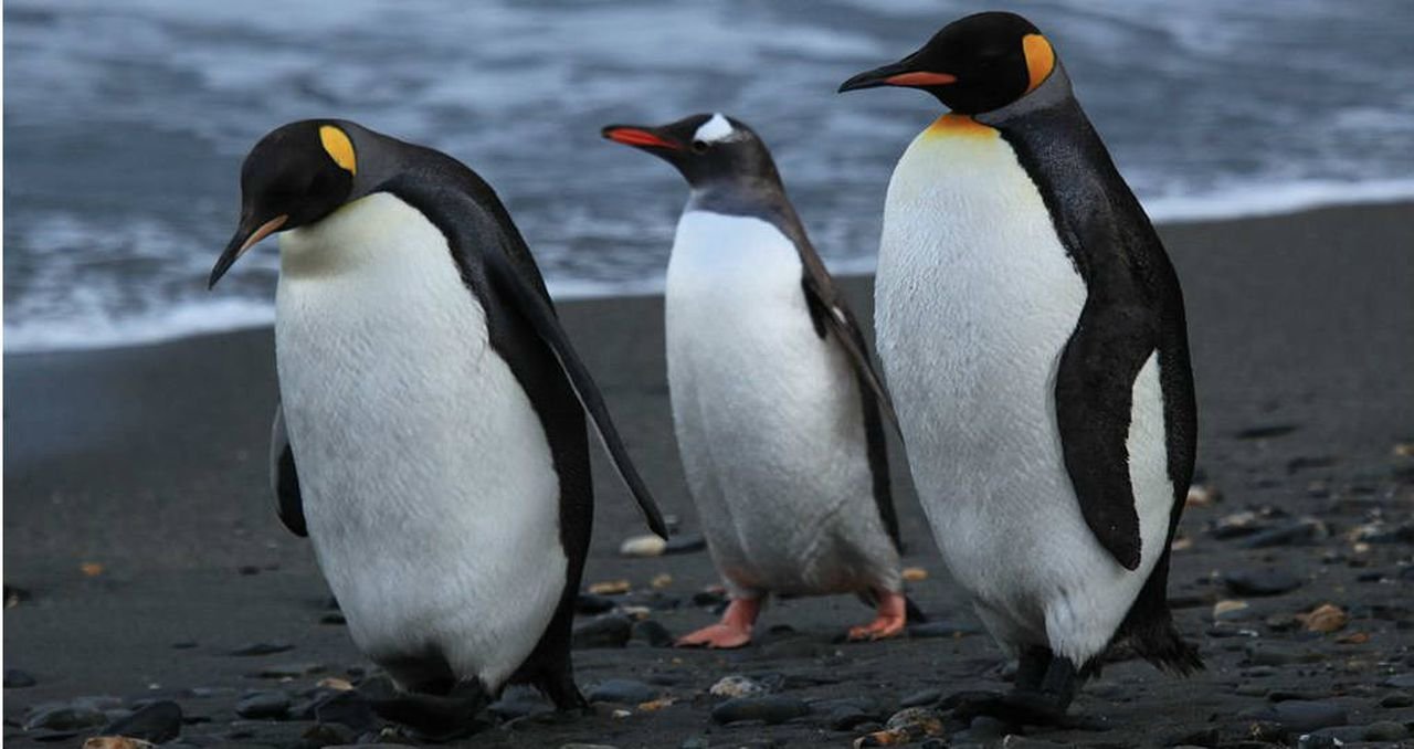 APARECEN 2 MIL PINGÜINOS MUERTOS EN LAS COSTAS DE URUGUAY