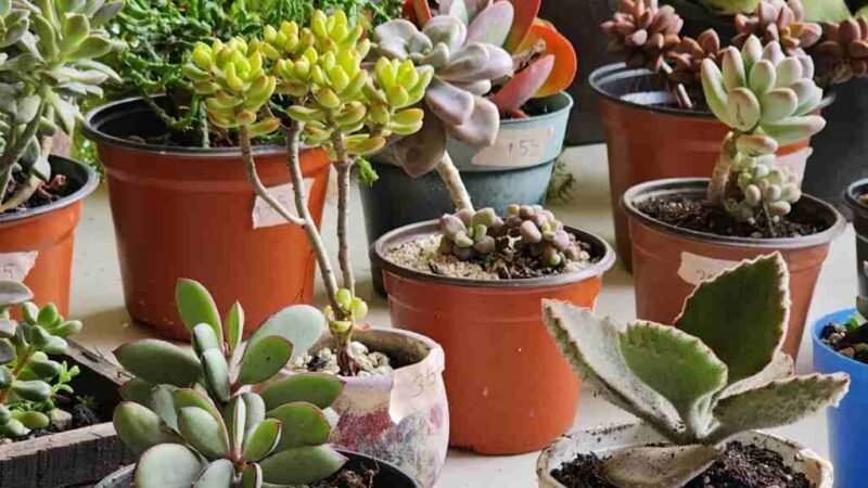 ARRANCA TIANGUIS AGRÍCOLA 