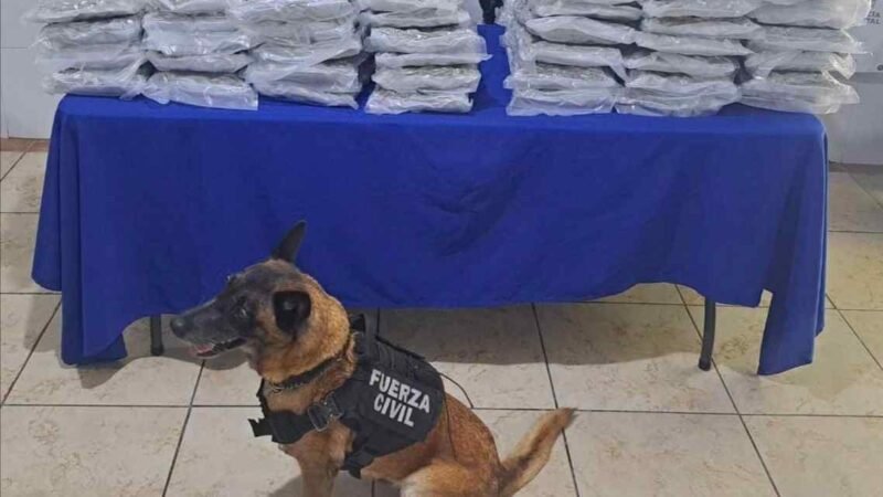 ASEGURA UNIDAD CANINA 32 KILOS DE MARIHUANA