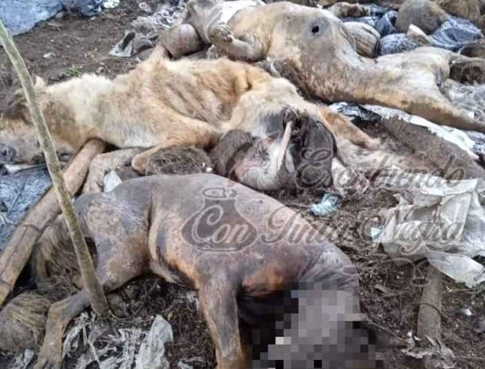 DENUNCIAN ASESINATO MASIVO DE PERROS