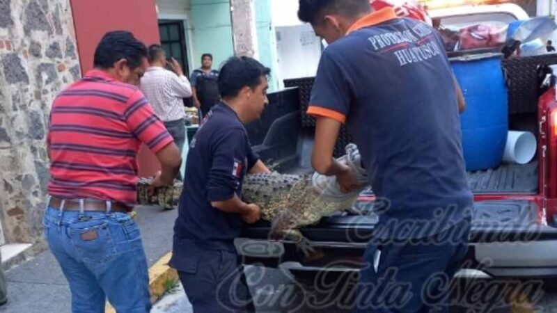 ENTREGAN COCODRILO A LA PROFEPA