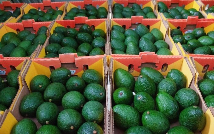 DECLARA SADER LIBRES DE PLAGAS REGIONES AGUACATERAS DE 5 ESTADOS