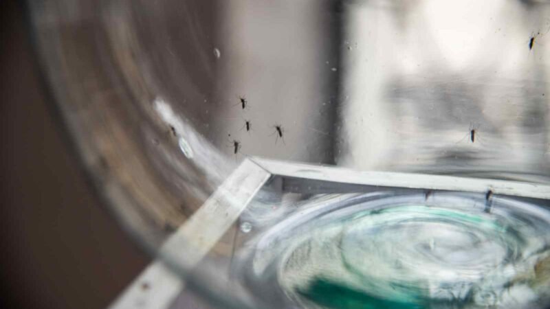 EMITE SALUD MUNICIPAL SIGNOS DE ALARMA DEL DENGUE; LLAMAN A EVITAR AUTOMEDICARSE 