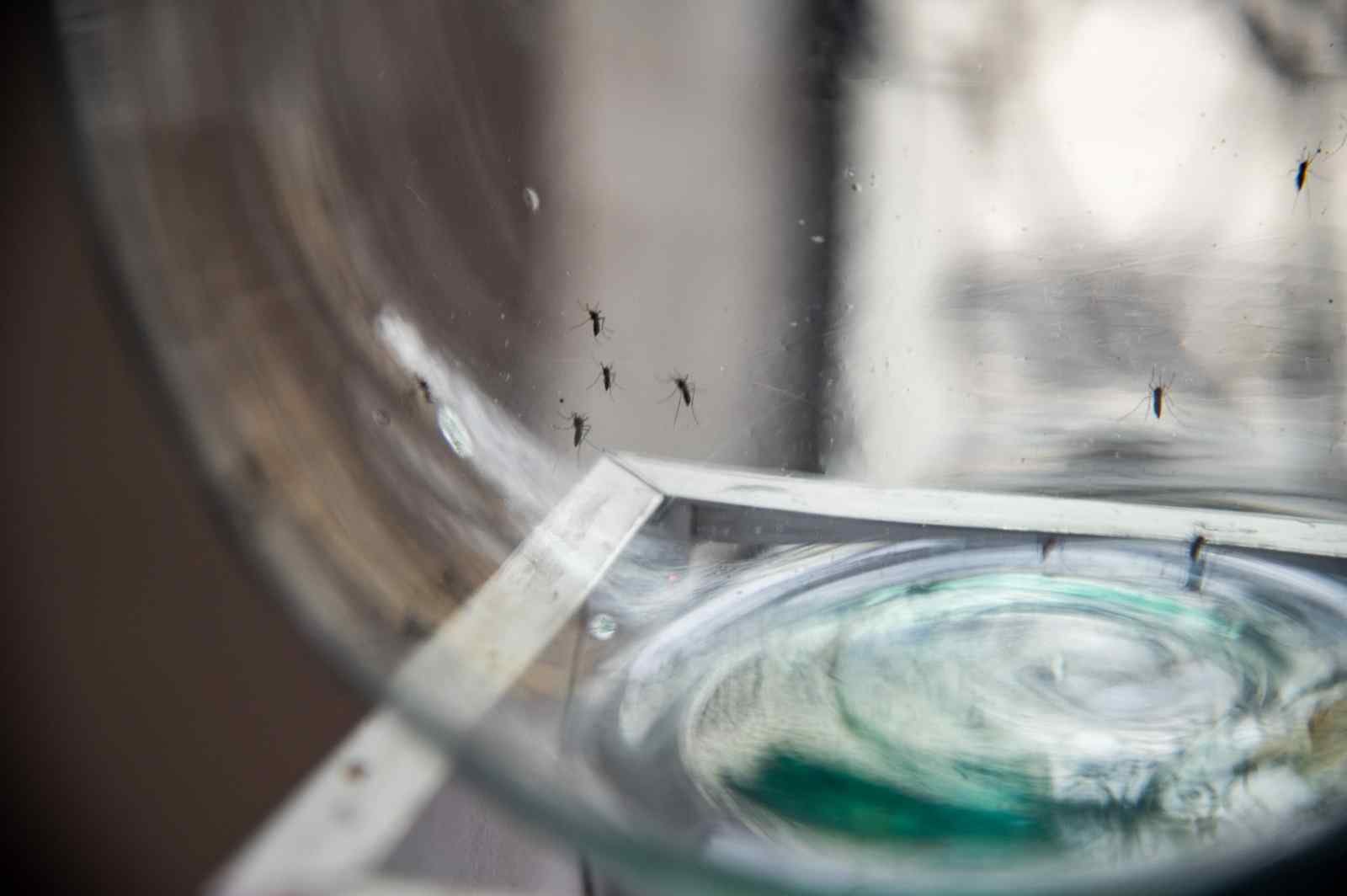 EMITE SALUD MUNICIPAL SIGNOS DE ALARMA DEL DENGUE; LLAMAN A EVITAR AUTOMEDICARSE 