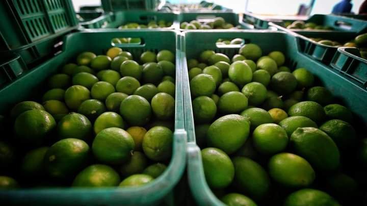 PRODUCCIÓN DE LIMÓN ALCANZA LAS 80 MIL TONELADAS