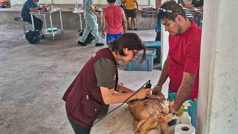 ESTERILIZAN A 49 PERROS Y GATOS EN SIERRA DE ATOYAC