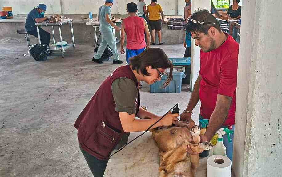 ESTERILIZAN A 49 PERROS Y GATOS EN SIERRA DE ATOYAC