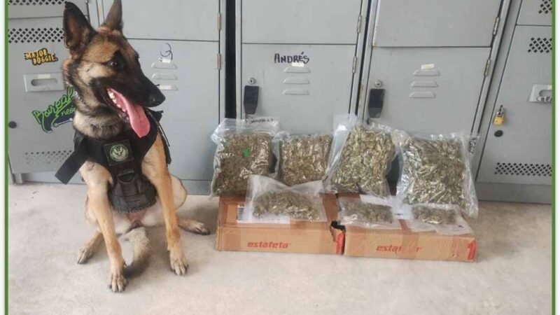 ASEGURA UNIDAD CANINA 18 KILOS DE DROGA