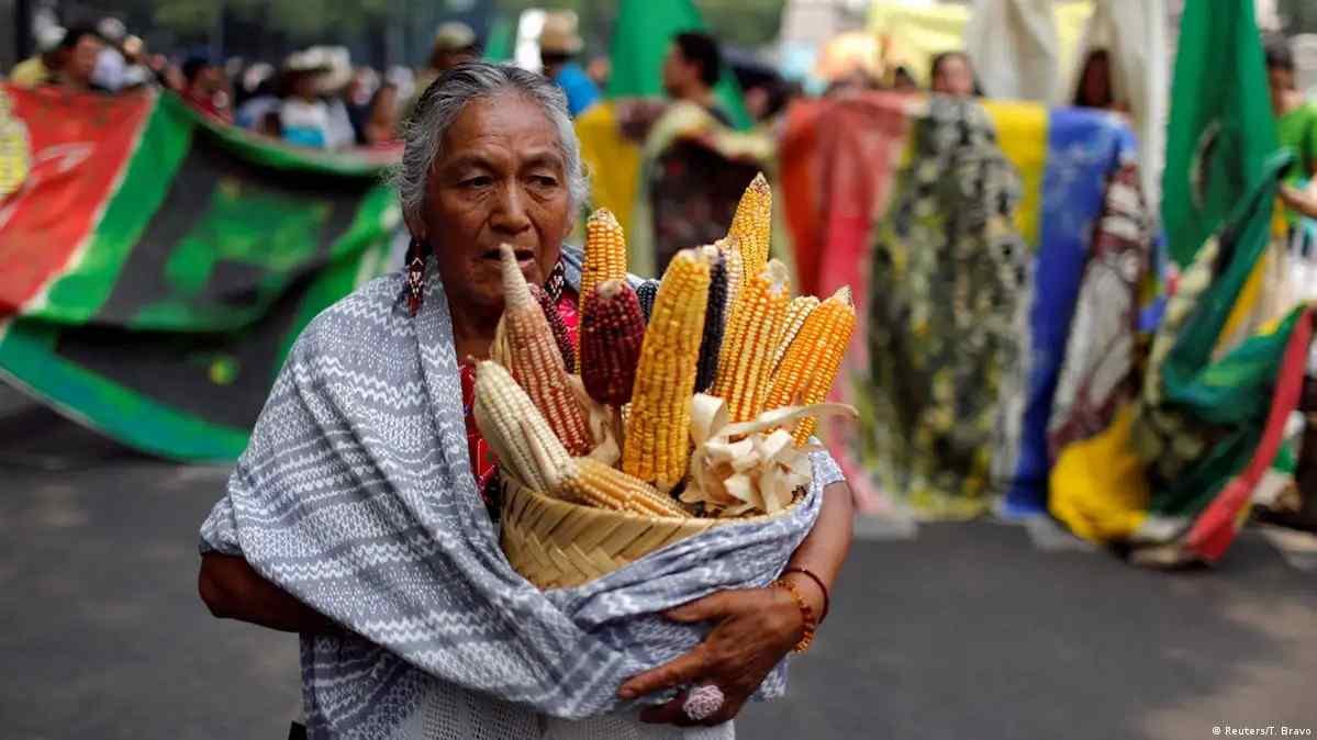 CANADÁ ACUSA A MÉXICO DE VIOLAR EL T-MEC POR PROHIBIR USO DE MAÍZ TRANSGÉNICO