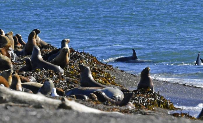 ALERTA POR BROTE DE GRIPE AVIAR EN LOBOS MARINOS EN ARGENTINA