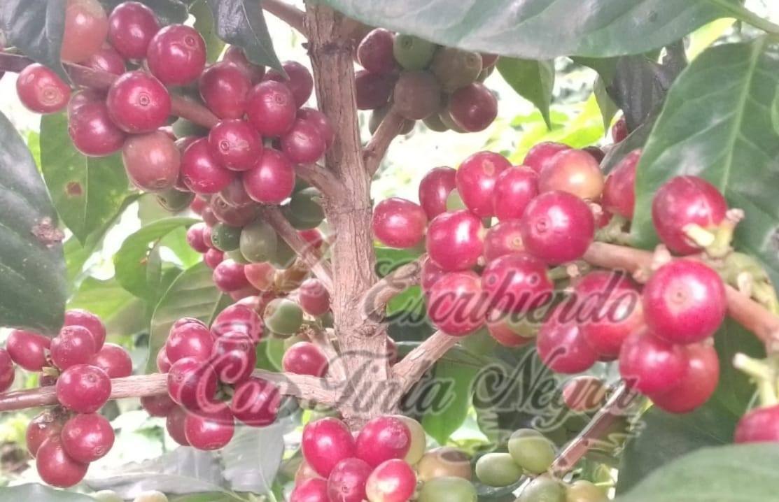 PRONOSTICAN CAÍDA DE PRODUCCIÓN DE CAFÉ EN LA REGIÓN