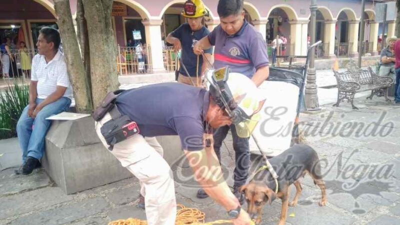 INICIA CAMPAÑA DE ESTERILIZACIÓN DE PERROS CALLEJEROS