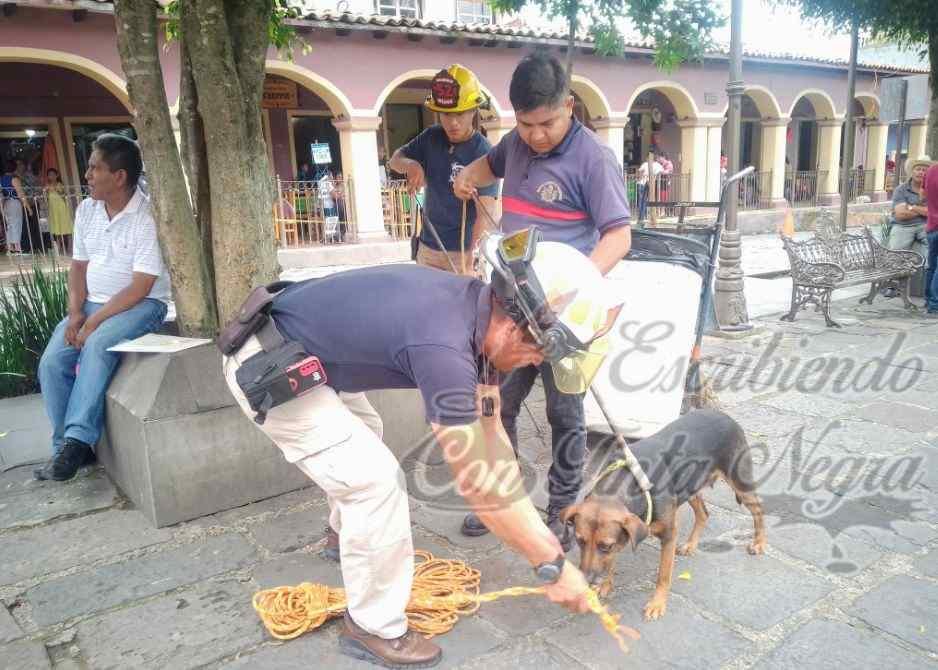 INICIA CAMPAÑA DE ESTERILIZACIÓN DE PERROS CALLEJEROS