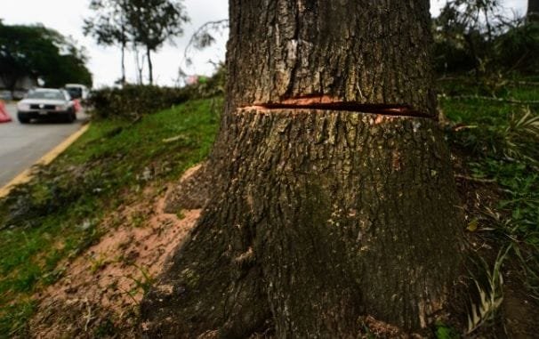 SIOP FRACASA EN SU INTENTO DE TALAR ÁRBOLES
