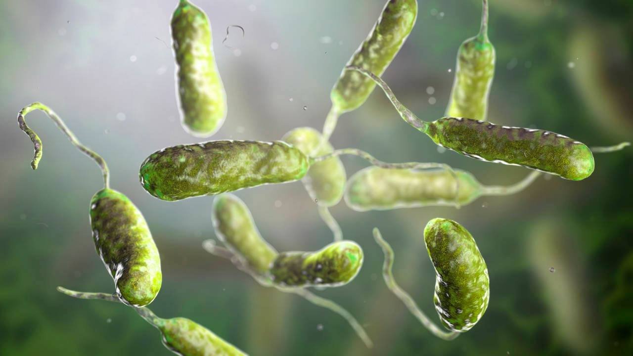 ALERTA POR BACTERIA “COME CARNE” EN AGUAS DEL ATLÁNTICO Y EL GOLFO DE MÉXICO